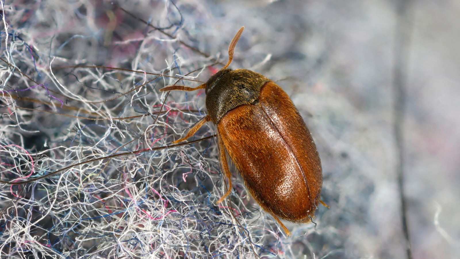 What Causes Carpet Beetles (And Signs Of An Infestation)