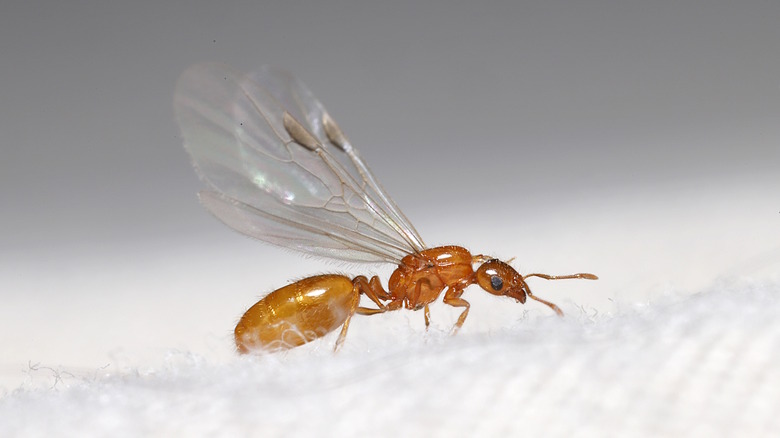 close up of flying ant