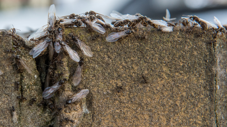 What Causes Flying Ants In Your House