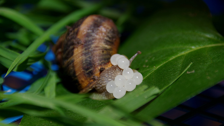 A closeup of a snail laying eggs on a leaf