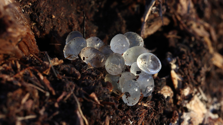 A pile of clear eggs in a bed of soil