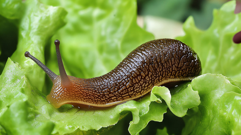 A closeup of a slug on a lettuce leaf