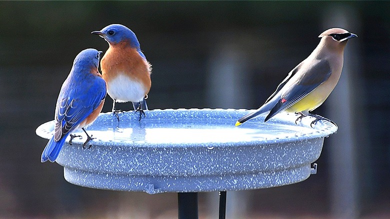 A trio of birds sit in a blue-gray bird bath