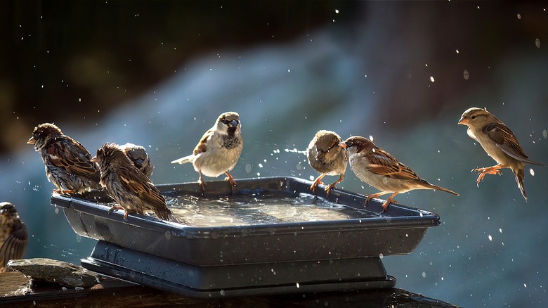 A group of sparrows bathe in a bird bath