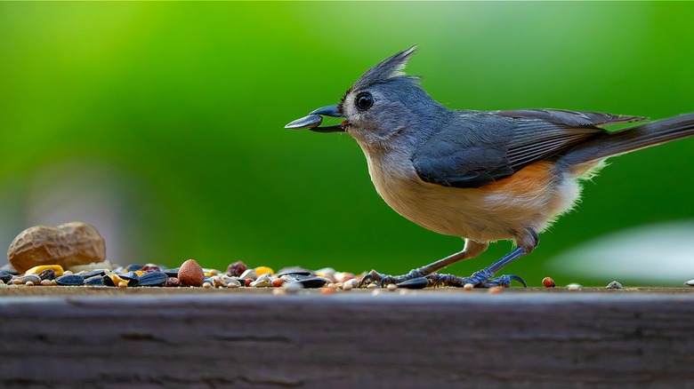 Bird holding a seed it its beak while standing on a wood platform covered with seeds and one peanut