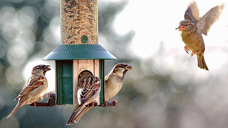 Three birds sitting on a green bird feeder while one bird hovers on the right