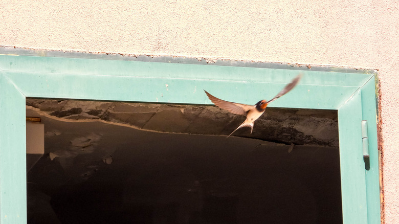 A barn swallow flies past the teal-framed window of a residential building.