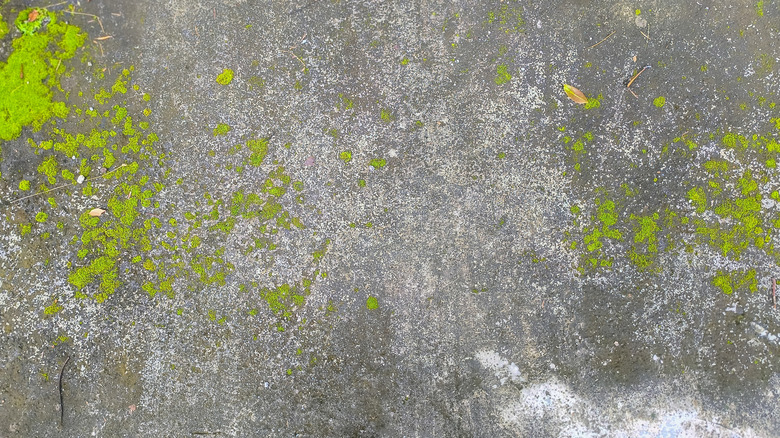 Moss on a concrete surface