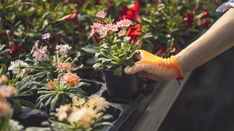 A person picking up a plant in a black plastic pot