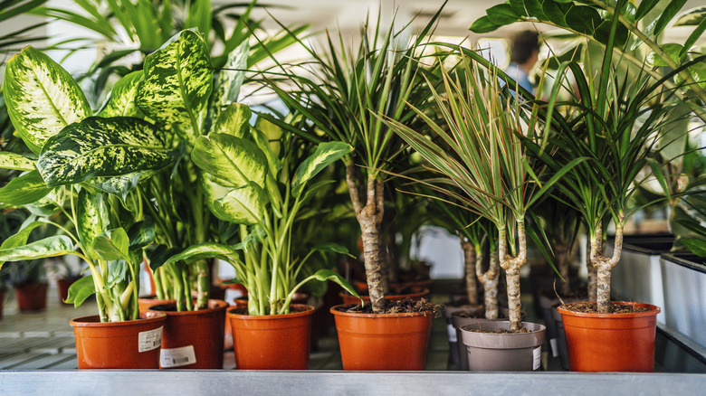 Different plants in different sized nursery pots on a shelf
