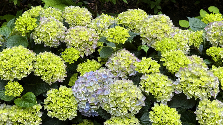 Broadleaf hydrangea with green flowers tinged with blue