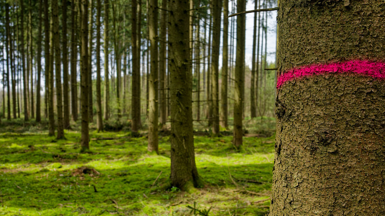 A lush forest landscape with a tree that has a pink marking