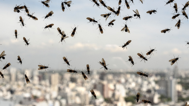 A large swarm of winged ants collecting on a window with a blurred city in the background