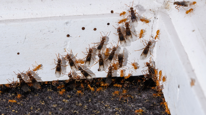 A swarm of winged ants crawling into a house through the baseboard