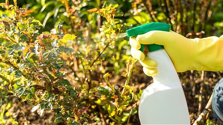 Close-up of a person using a spray on plants in the garden
