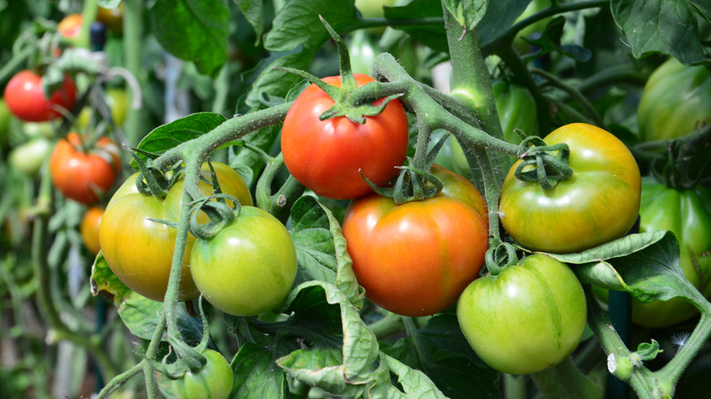 Tomatoes ripening across vines in a garden