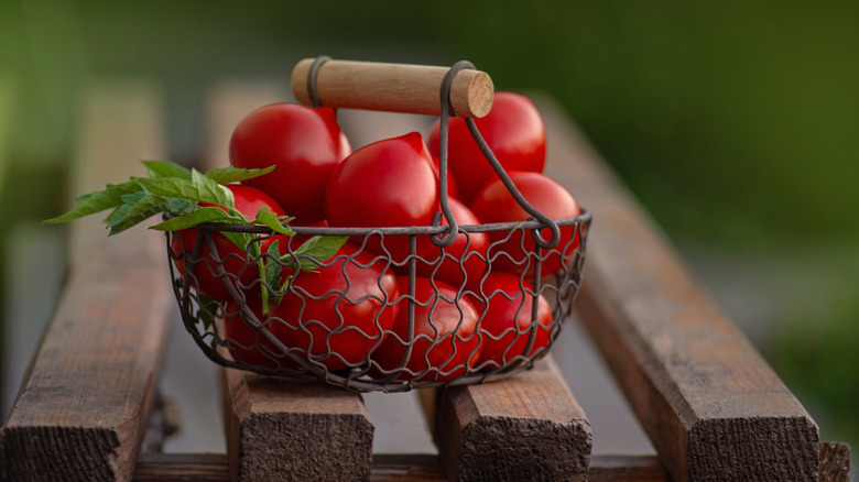Ripe red tomatoes in a mesh metal basket