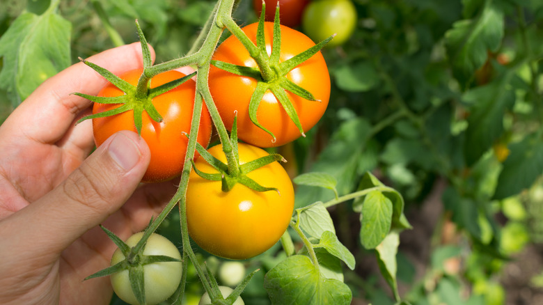 Hand picking tomatoes from a vine