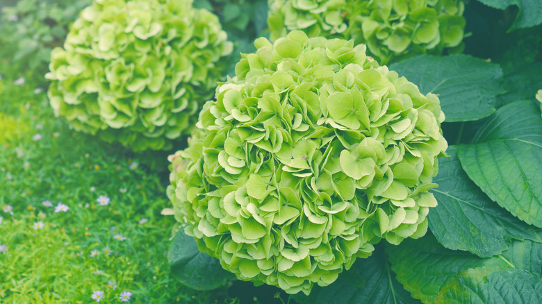 Hydrangea with green blooms