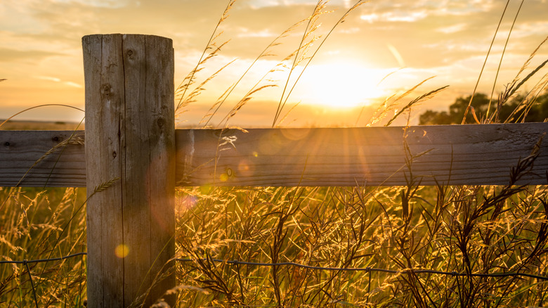 Pressure-treated wood posts for a fence