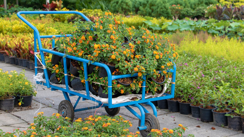 A blue cart filled with orange lantana plants surrounded by rows of nursery plants.