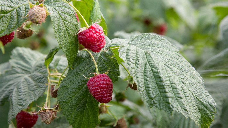 Raspberry bush with red fruits