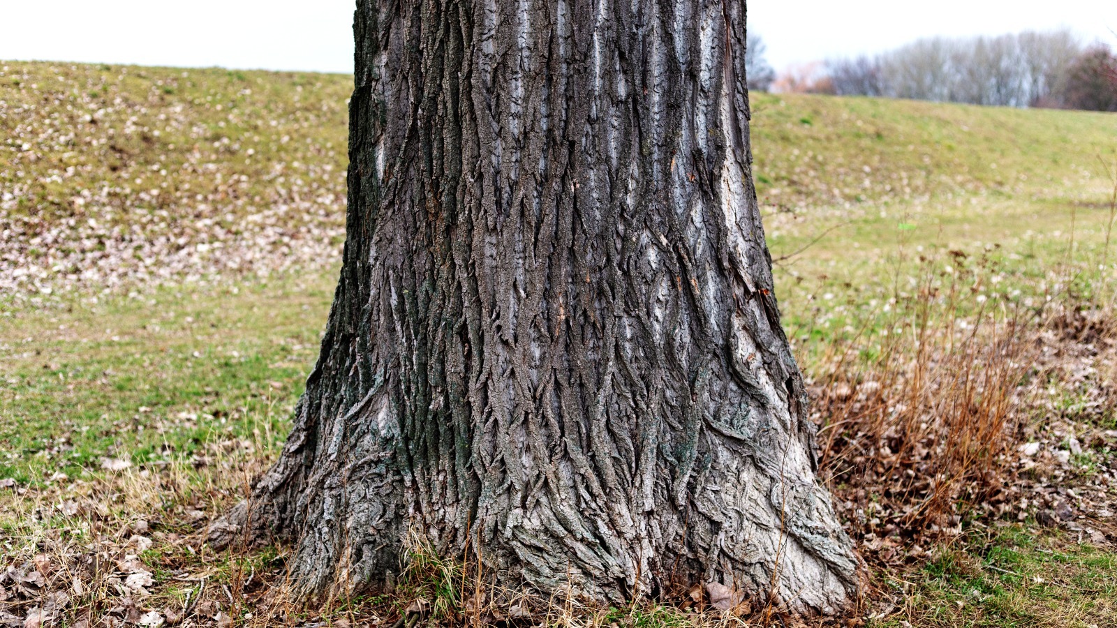 What Does It Mean If The Tree In Your Yard Sounds Hollow?