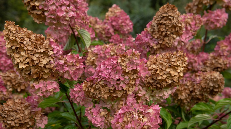faded hydrangeas