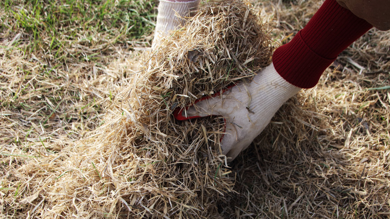 Person holding pile of thatch