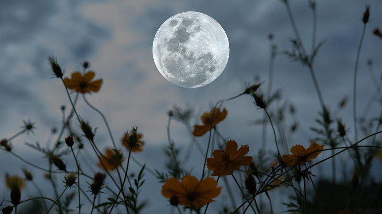 Full moon with cosmos flowers