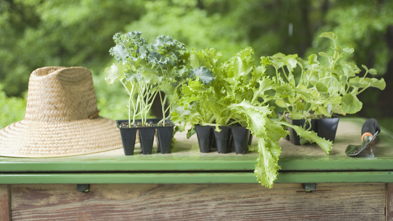 Seedlings on a table 