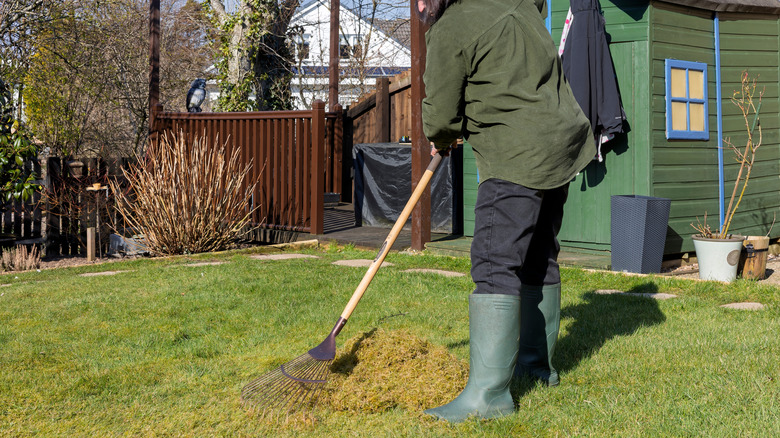 Gardener Makes Pile of Moss and Thatch on Grass After Scarifying with Lawn Rake