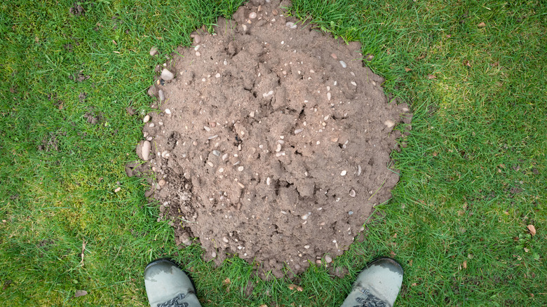 Gardener standing over a mole hill in their lawn