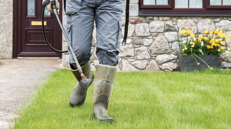 Gardener spraying weed killer on lawn