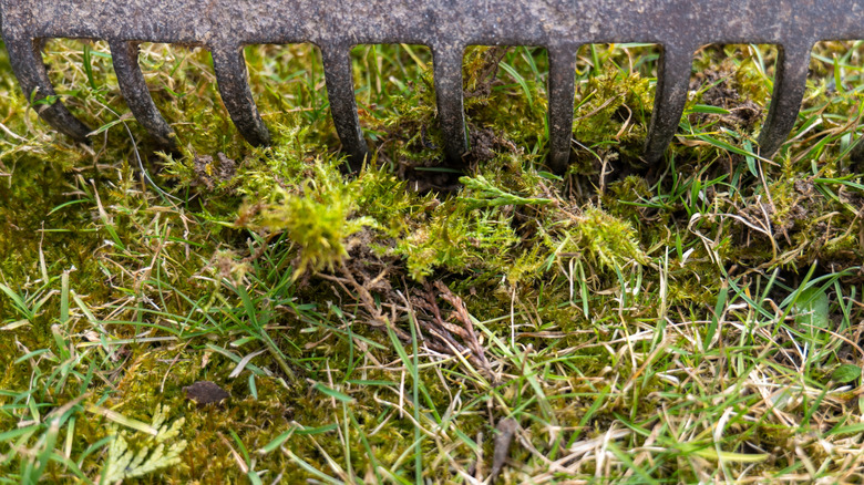a metal rake being used to remove moss from a grassy lawn