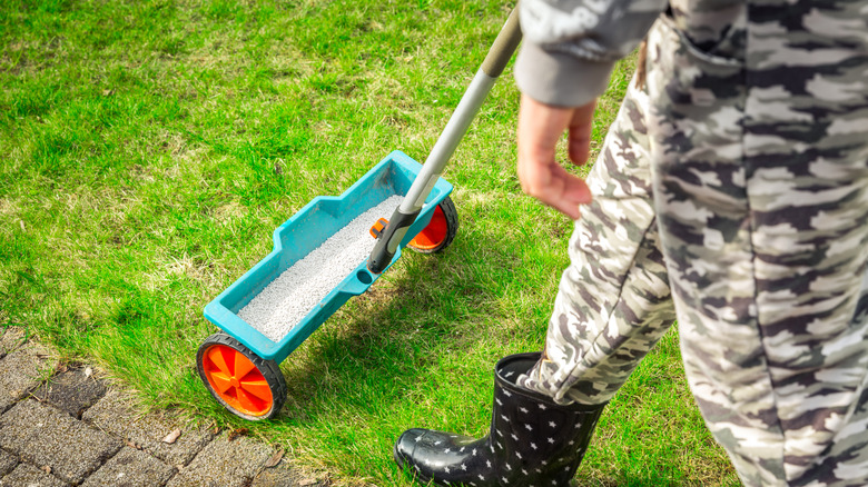 Person using a seed spreader to fertilize their lawn