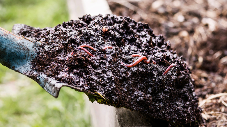Detail of compost pile with earthworms