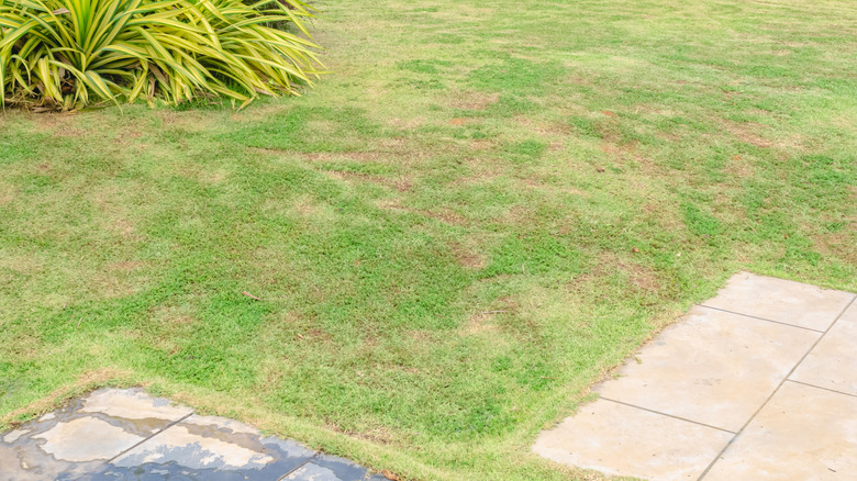 Brown patches and dead spots on a lawn