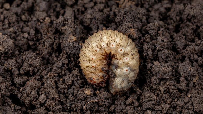 White grub in soil of lawn