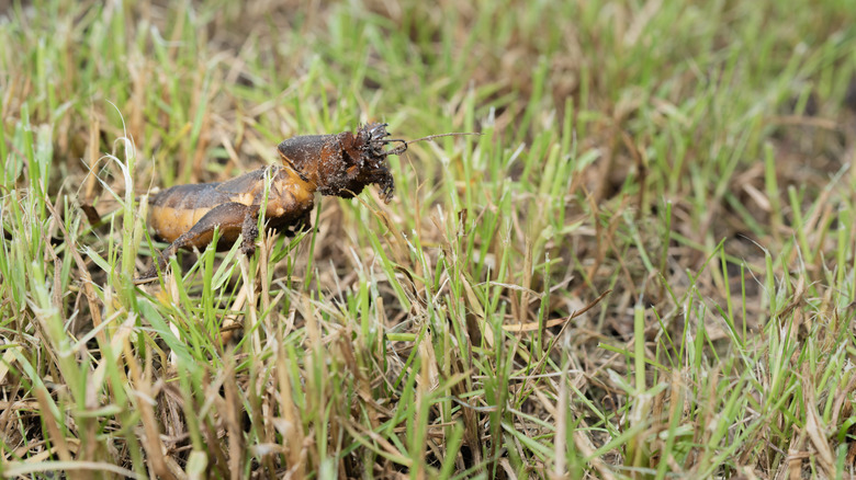 Mole cricket photographed from close range and low angle,