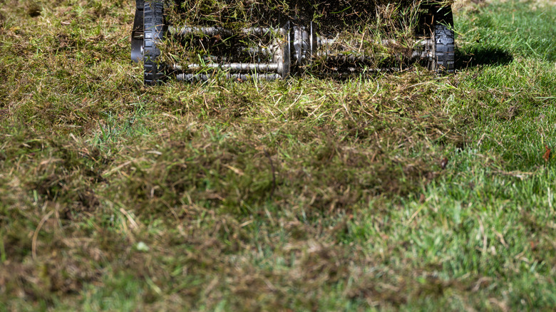 Detail of a lawn with thatch