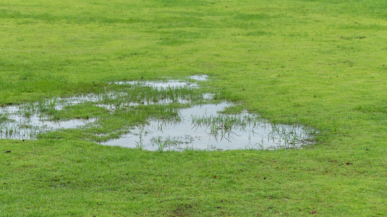 Detail of a waterlogged lawn