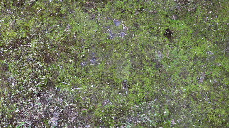 Patch of moss on the ground