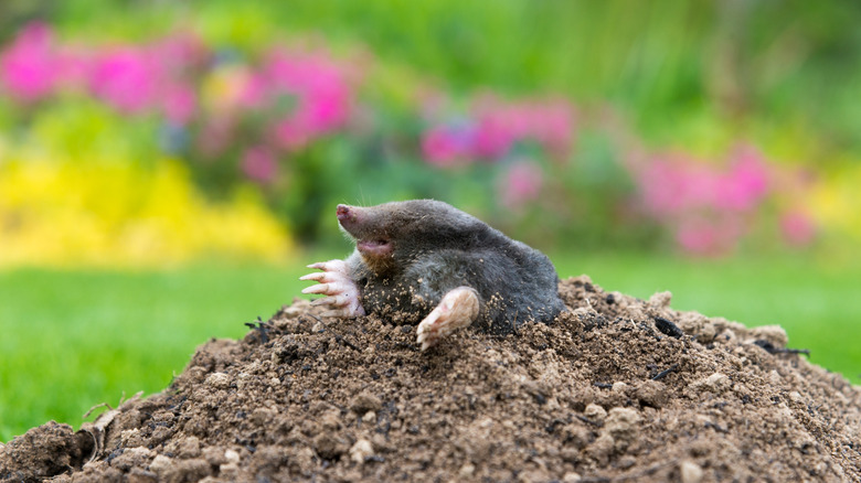 Mole, Talpa europaea, making mole hill and damaging beautiful lawn and flower garden.