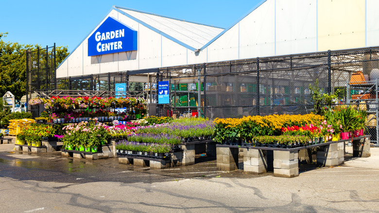 Hundreds of outdoor plants receiving sunlight at one of Lowe's garden centers
