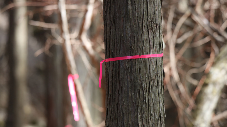 A pink ribbon tied around a tree trunk