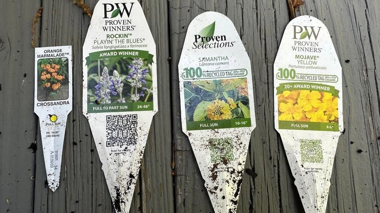 Proven Winners tags removed from the plants and lying on a wooden deck.