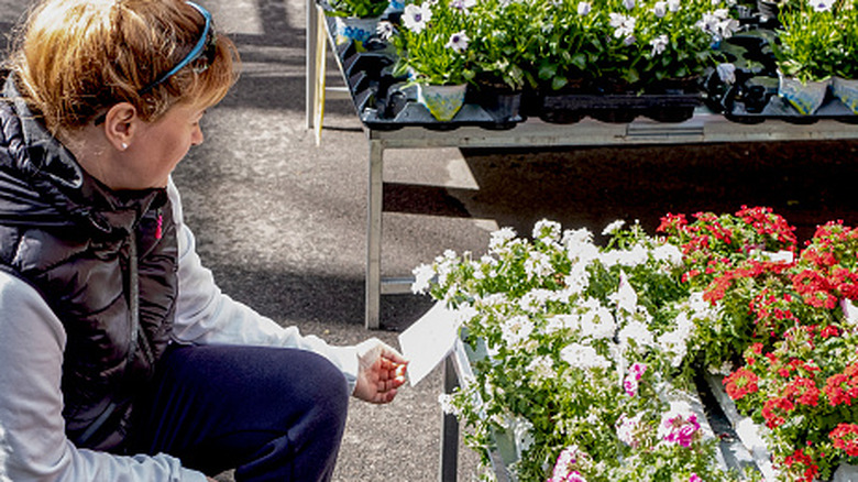 A shopper reads the tag on a flowering potted plant in a garden center.