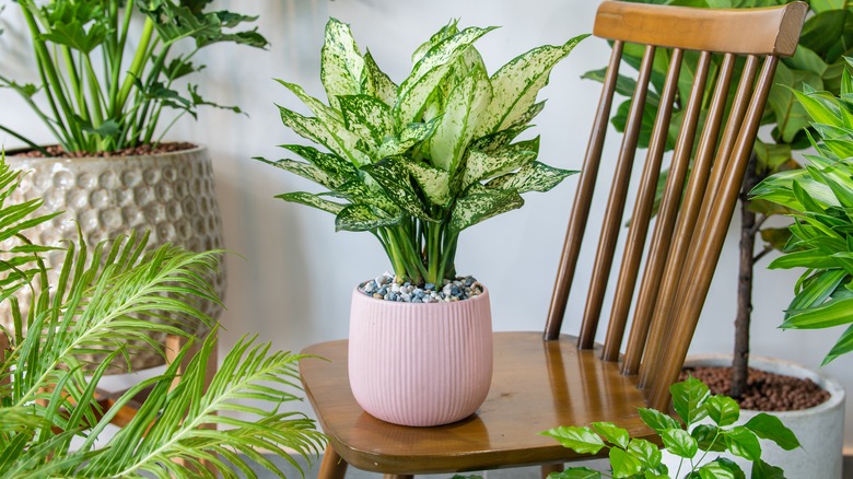 Potted plants surrounding chair