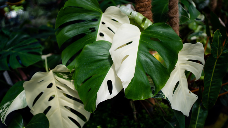 Monstera albo with white leaves